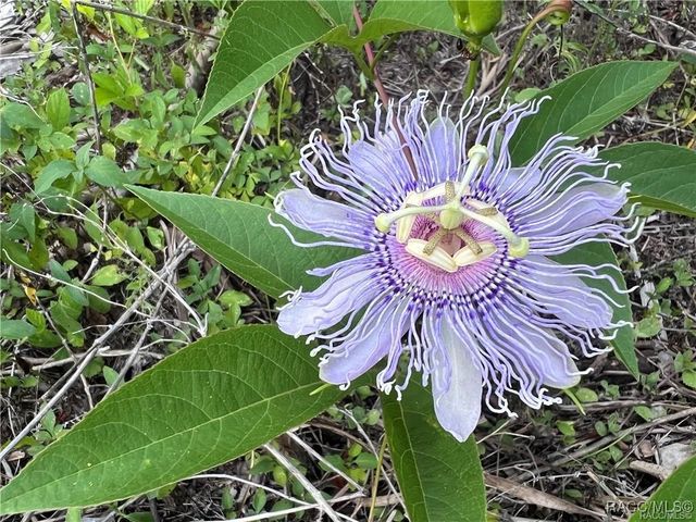 19896 SE 110th Court, Inglis, FL 34449