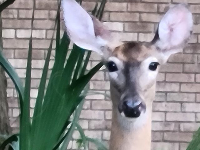 631 Andrew Ave, St Augustine, FL 32086