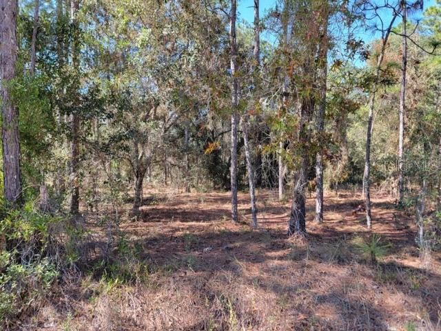 XXX SE 142ND COURT, Morriston, FL 32668