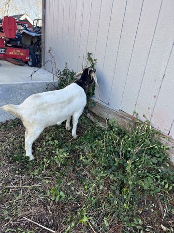 2160 Cedar Grove Rd, Lebanon, TN 37087