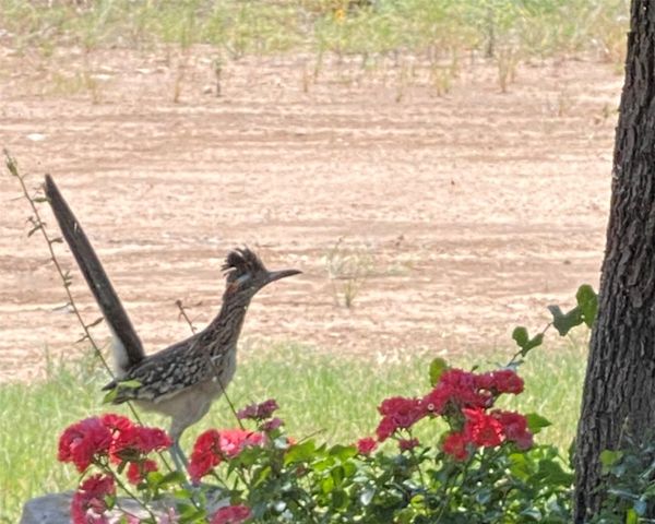 2045 Canyon Wren Loop, Graford, TX 76449