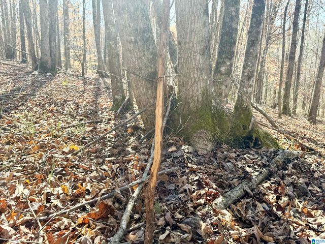 0 CODY ROAD, Roanoke, AL 36274