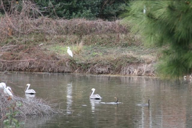 935 Portabella Lane, Charleston, SC 29412