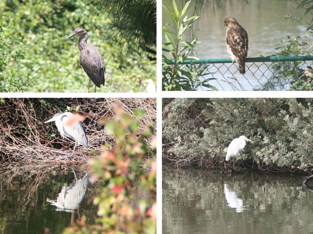 935 Portabella Lane, Charleston, SC 29412