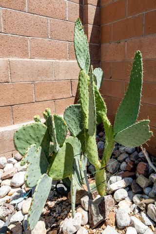 3612 Oasis Springs Road NE, Rio Rancho, NM 87144