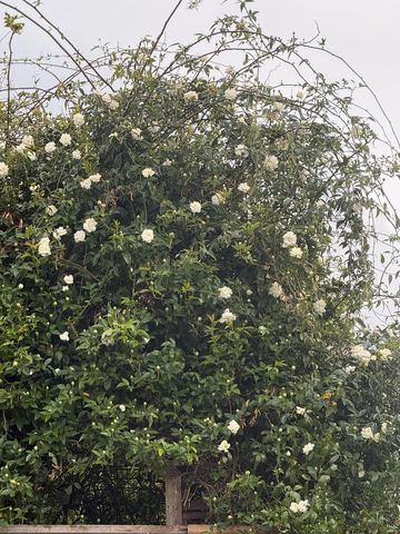 1544 Saguaro Drive, Salinas, CA 93905