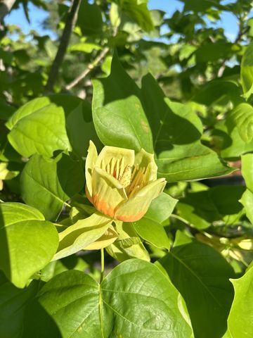 1041 Lawson Ln, Nolensville, TN 37135