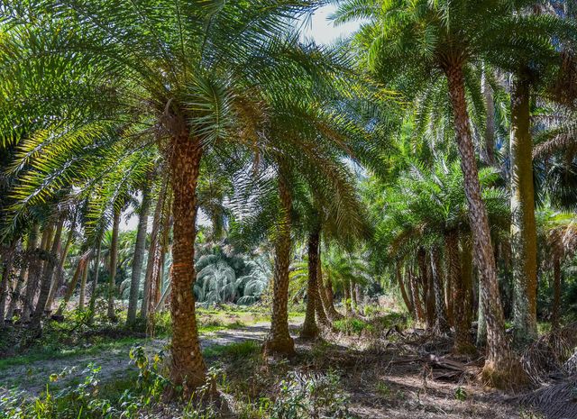 14344 N Road, Loxahatchee Groves, FL 33470