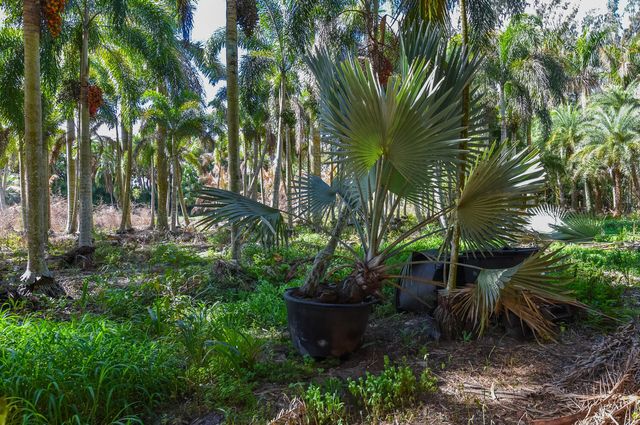 14344 N Road, Loxahatchee Groves, FL 33470