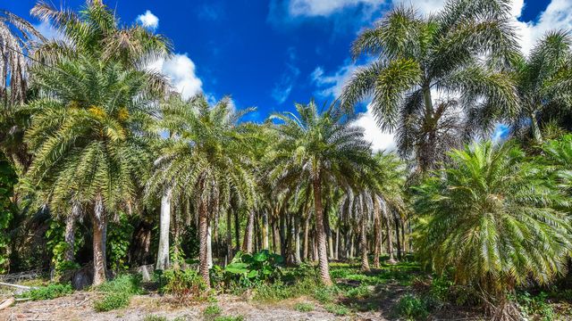 14344 N Road, Loxahatchee Groves, FL 33470