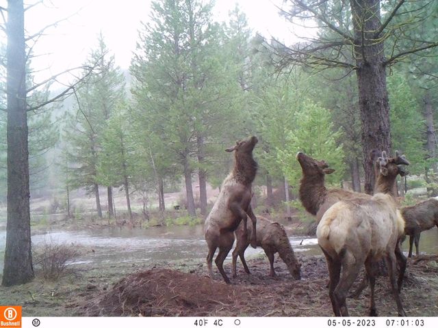 2125 Lava, Mccloud, CA 96057