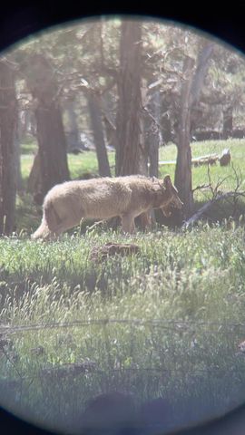 2125 Lava, Mccloud, CA 96057