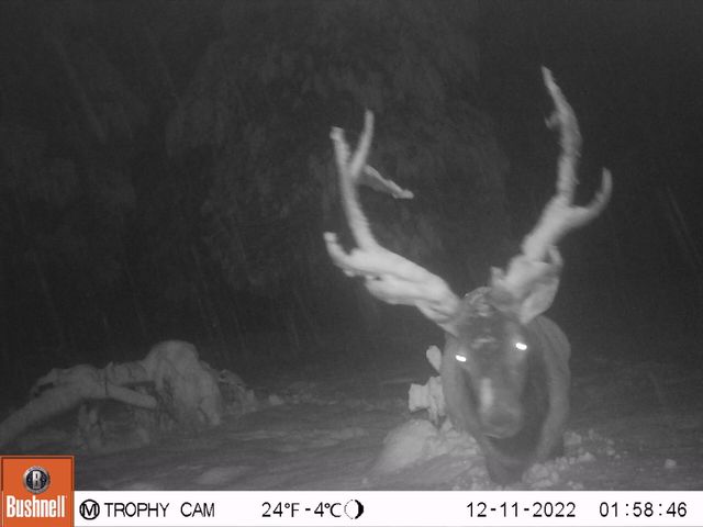 2125 Lava, Mccloud, CA 96057