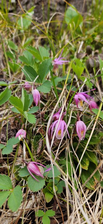 000 Bear Gulch Road, Lincoln, MT 59639 photo 12