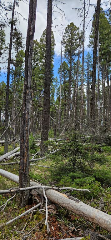000 Bear Gulch Road, Lincoln, MT 59639 photo 5