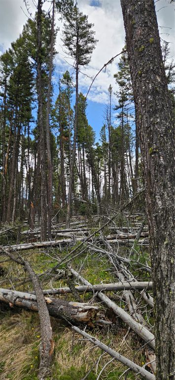 000 Bear Gulch Road, Lincoln, MT 59639 photo 7