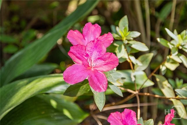 709 E 41st Street, Savannah, GA 31401