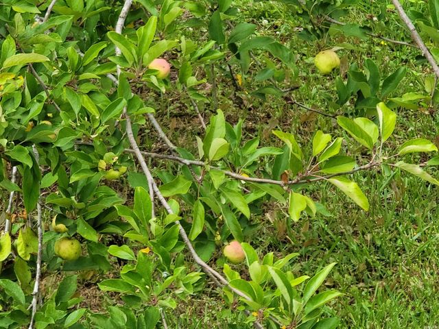 2820 Bonnie Lane, Little Rock, AR 72206