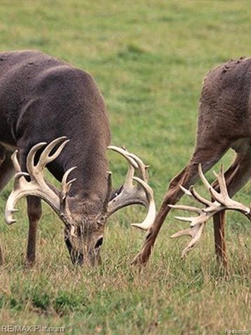 1286 Gray Fox Court, Howell, MI 48843