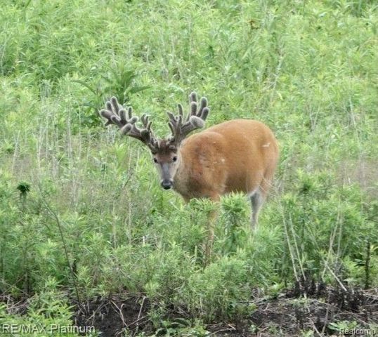 1286 Gray Fox Court, Howell, MI 48843