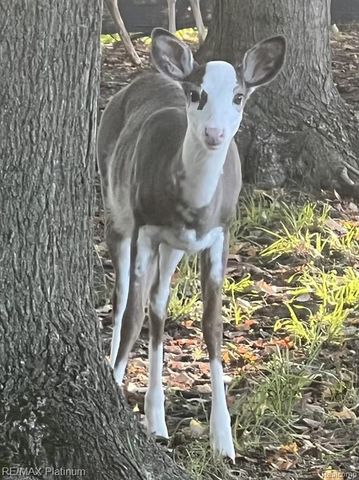 1286 Gray Fox Court, Howell, MI 48843