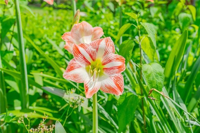 114 Melrose Avenue, Savannah, GA 31410