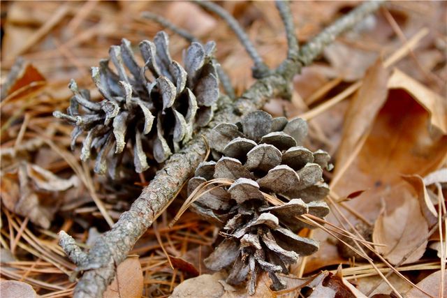 Cr-1089, Eureka Springs, AR 72632