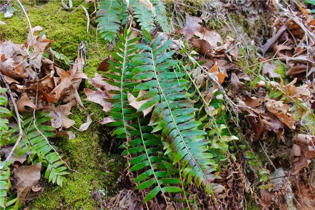 Cr-1089, Eureka Springs, AR 72632