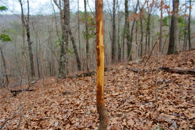 Cr-1089, Eureka Springs, AR 72632