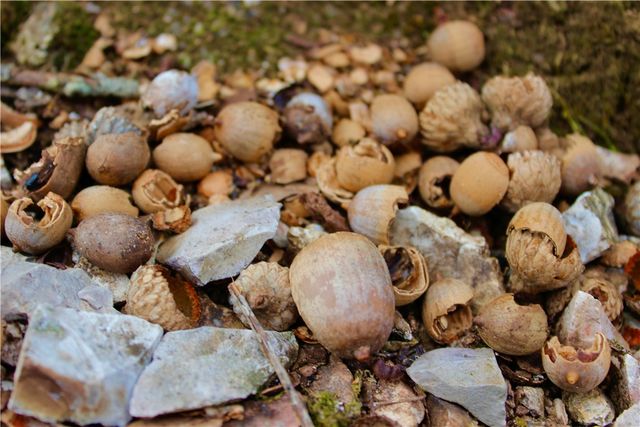 Cr-1089, Eureka Springs, AR 72632