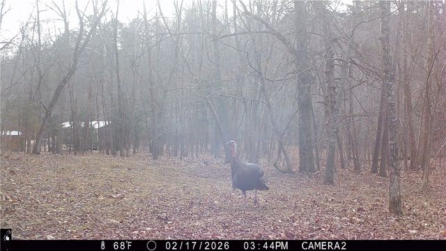 Cr-1089, Eureka Springs, AR 72632