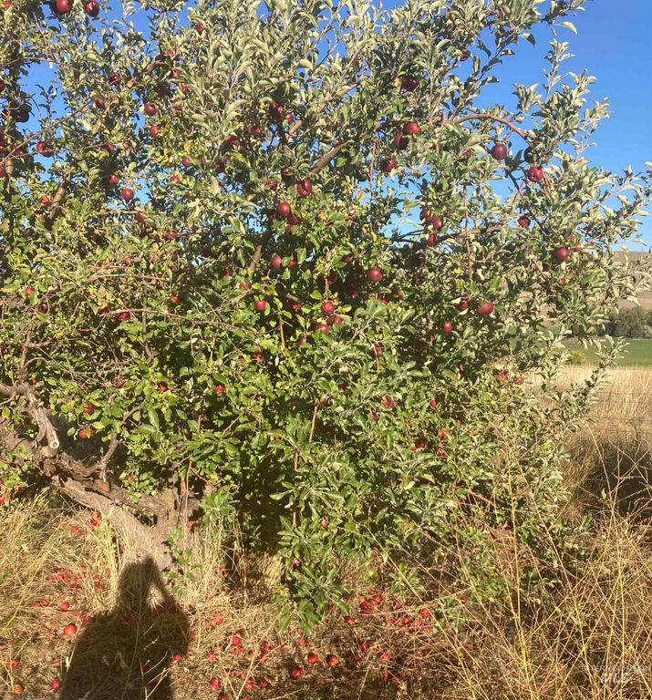 1854 Farnam Ln, Weiser, ID 83672 photo 46