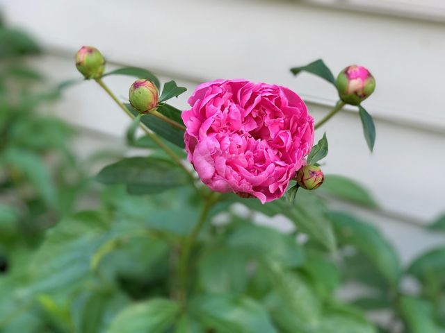 728 W Short Street, Lexington, KY 40508