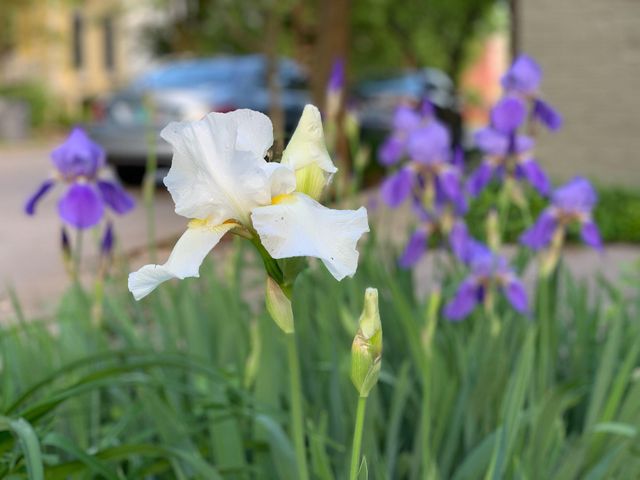 728 W Short Street, Lexington, KY 40508