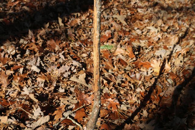 1386 Polk Rd 48, Mena, AR 71953