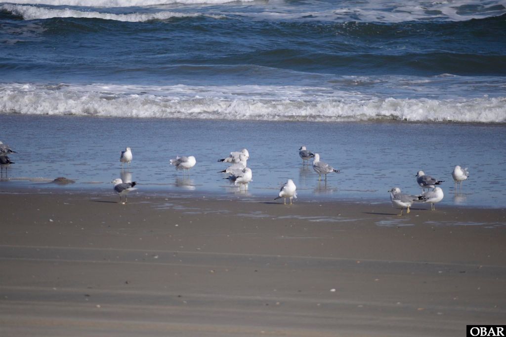 Image 42 of property listing at 2301 Sandfiddler Road Lot 15, Corolla, NC 27927