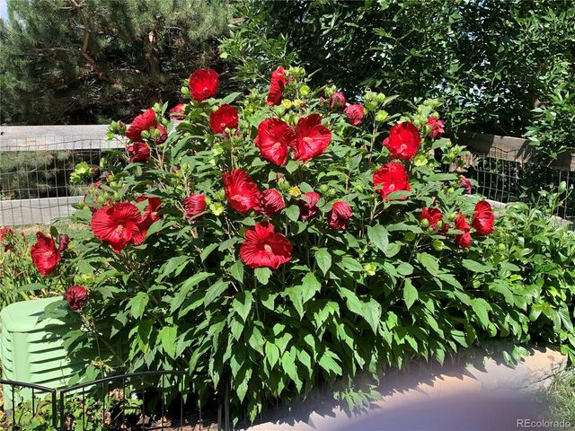 12741 Ivanhoe Street, Thornton, CO 80602