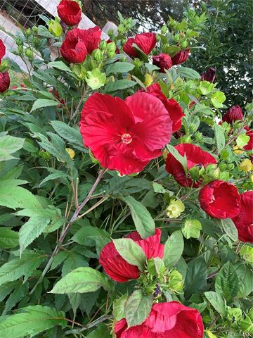 12741 Ivanhoe Street, Thornton, CO 80602