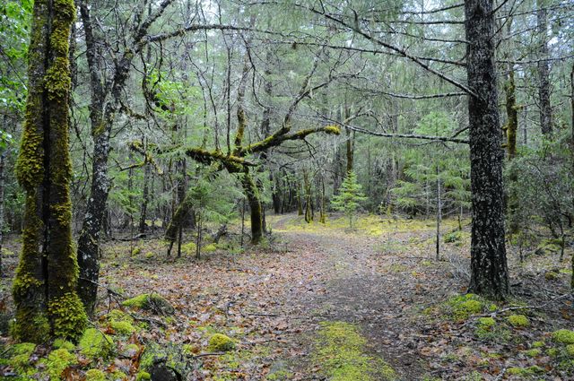 8843 Deer Creek Road, Selma, OR 97538