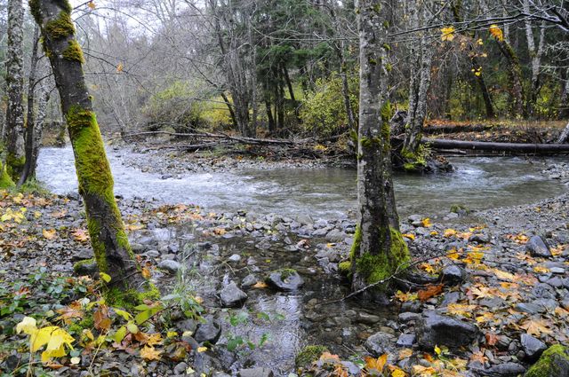 8843 Deer Creek Road, Selma, OR 97538