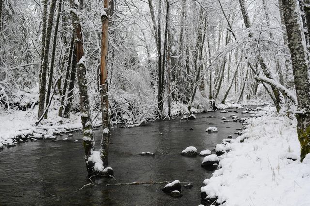 8843 Deer Creek Road, Selma, OR 97538