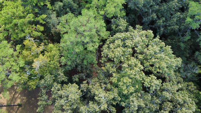 Dogwood Hill, Tallahassee, FL 32308