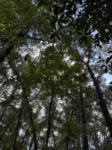 Dogwood Hill, Tallahassee, FL 32308