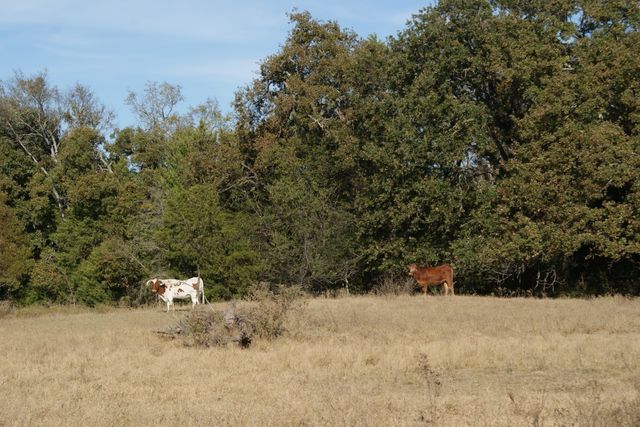 13733 County Road 109, Kaufman, TX 75142