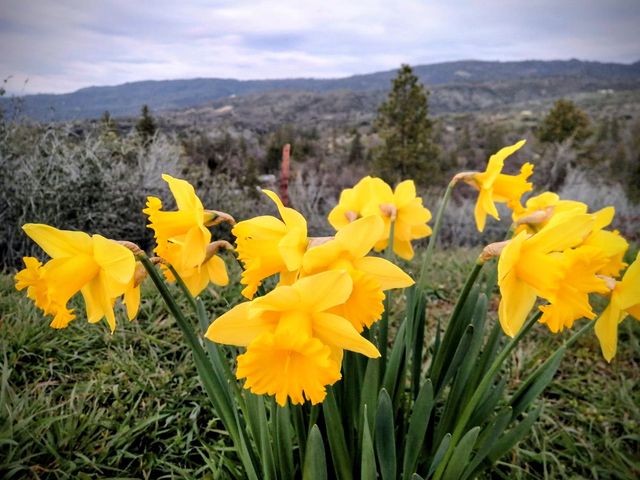 46771 Dunlap Road, Miramonte, CA 93641