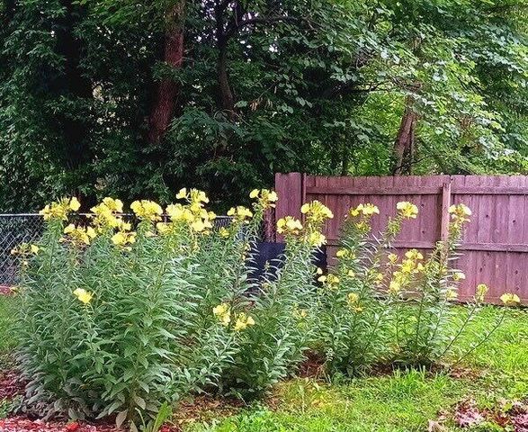 733 W Kerr Street, Springfield, MO 65803