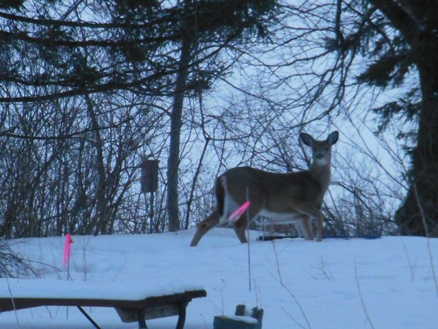 11775 Forestview Drive, Baxter, MN 56425