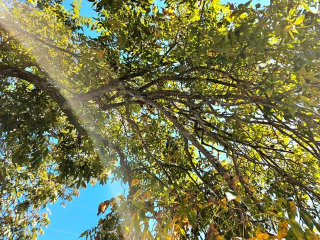 4261 Meritas Drive, Columbus, GA 31904