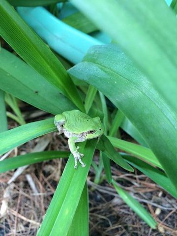 1892 Pascal Street, Falcon Heights, MN 55113