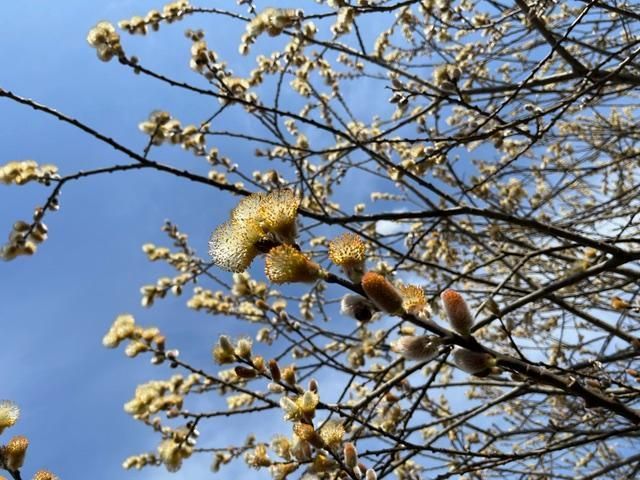 1892 Pascal Street, Falcon Heights, MN 55113